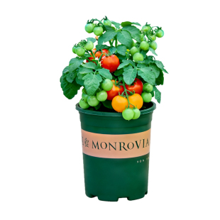 小番茄黑珍珠盆栽花苗可食用绿植花卉室内阳台室外植物矮生西红柿