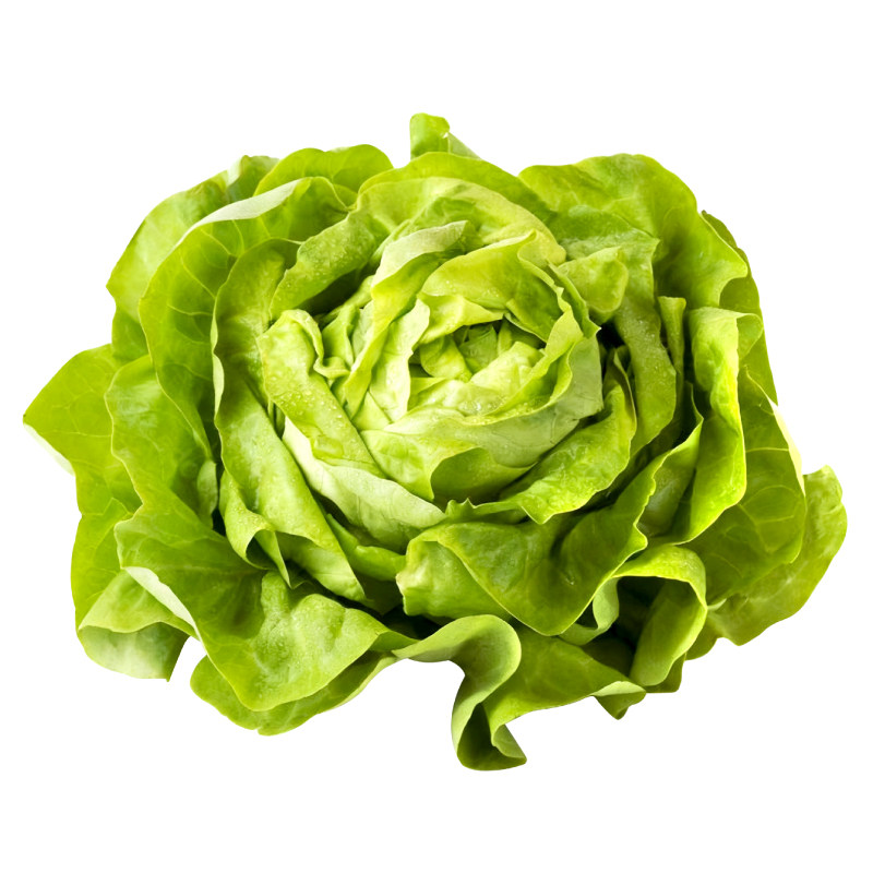 寿光奶油生菜苗秧大速意大利各种生菜苗四季阳台盆栽种植带土发货