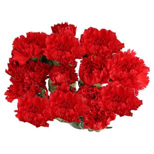 康乃馨鲜花云南基地直发鲜切花速递三八节花束母亲节送妈妈的礼物