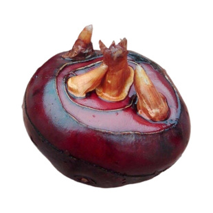 贵州荸荠新鲜现挖带泥马蹄水果农家脆栗梨饽荠蔬菜锦屏特产包邮