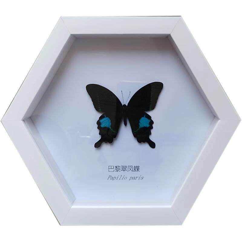 六边形蝴蝶标本相框创意新品