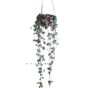 亲爱的绿植 爱之蔓锦ins风植物盆栽室内吊兰多肉爬藤阳台垂吊盆景