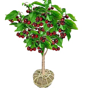 特大车厘子树苗嫁接大樱桃树南方北方四季种植庭院别墅水果树果苗