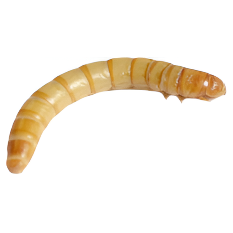 宠物零食仓鼠龙鱼守宫蜥蜴黄粉虫
