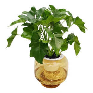 华清花卉水培春羽蔓绿绒水培绿植室内好养水培植物