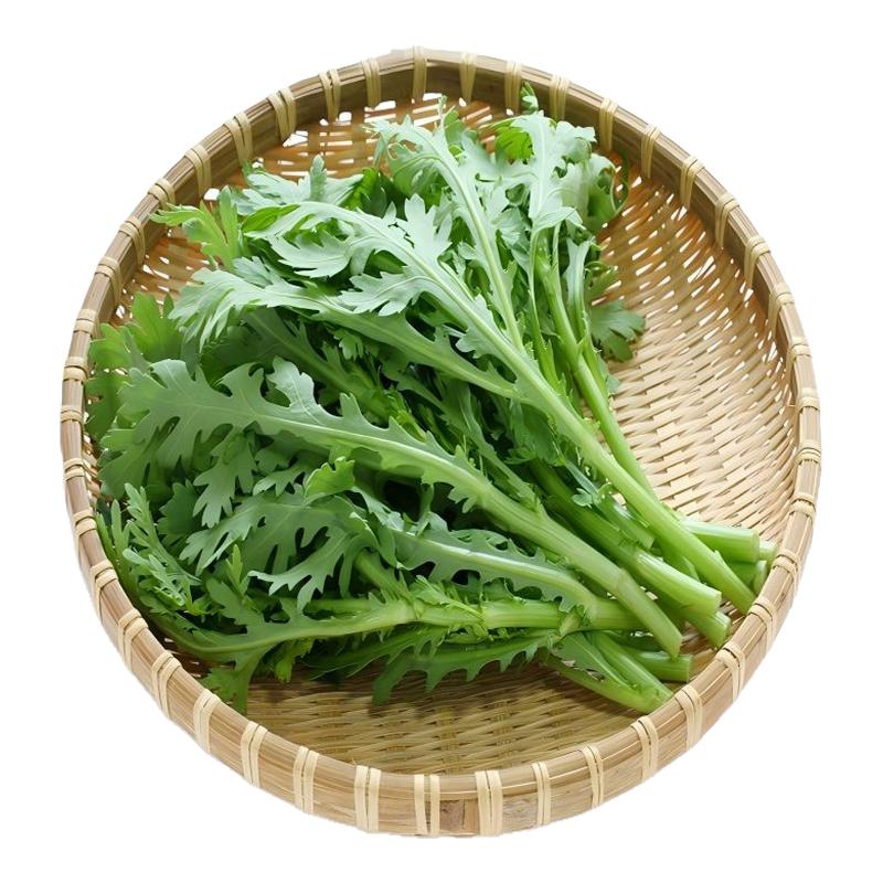 小叶茼蒿皇帝菜种子四季可播盆栽