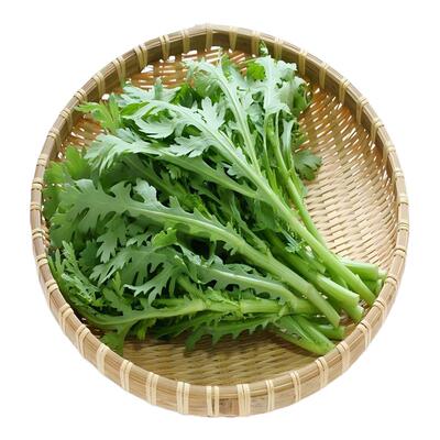 小叶茼蒿皇帝菜种子四季可播盆栽