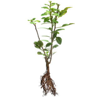 食用枸杞苗江西发货果苗南方盆栽红色黑果实芽菜狗杞枸杞子果树苗