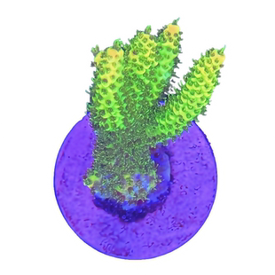 SPS硬骨珊瑚瓦片类 海水鱼活体 观赏鱼 珊瑚 小丑鱼 缸 海峰水族