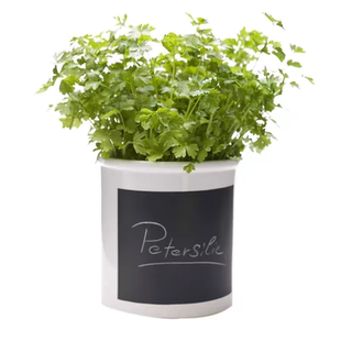 耐热四季小叶香菜种子农家芫荽种籽苗阳台盆栽大叶蔬菜种孑大全