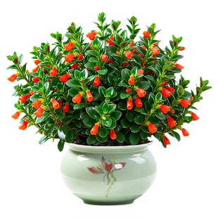 大盆金鱼吊兰盆栽带花苞室内阳台花卉客厅旺宅植物桌面绿植好养活