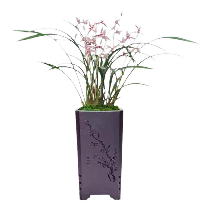 兰花苗四季建兰市长红名贵夏带花苞浓香红花室内桌面花卉绿植盆栽
