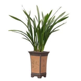 兰花盆栽墨兰企黑高贵品种绿植花卉室内办公室客厅植物高档盆景