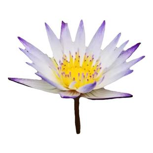 迷你睡莲黑美人睡莲鱼缸栽培小微型睡莲带花包邮 带花苞水生花卉