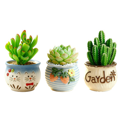 多肉仙人掌好养多款可爱盆栽可选