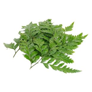 高山羊齿叶新鲜杨子叶芒叶西餐酒楼摆盘装饰花草蛋糕饮品点缀叶子