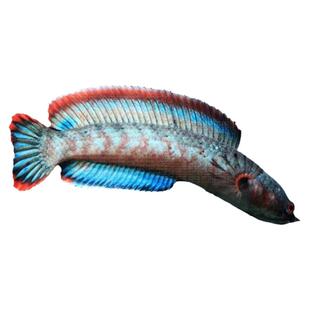 精品酒红雷龙鱼小型凶猛观赏鱼热带猛鱼血斑奶茶雷龙鱼活体包邮