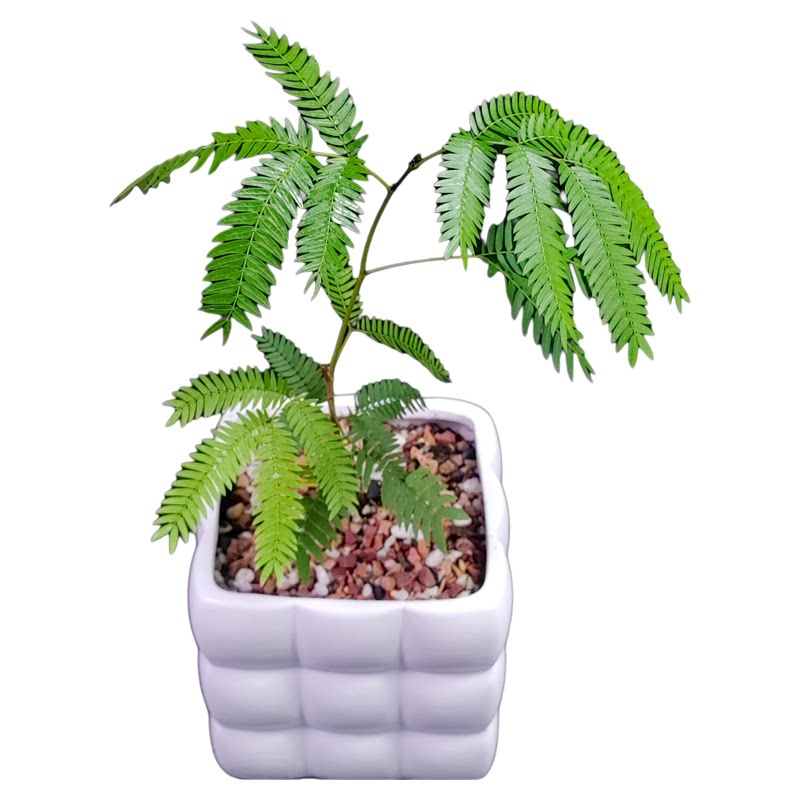 日本进口密叶猴耳环籽播小苗盆栽观叶热植耐阴小豆树绿植室内净化