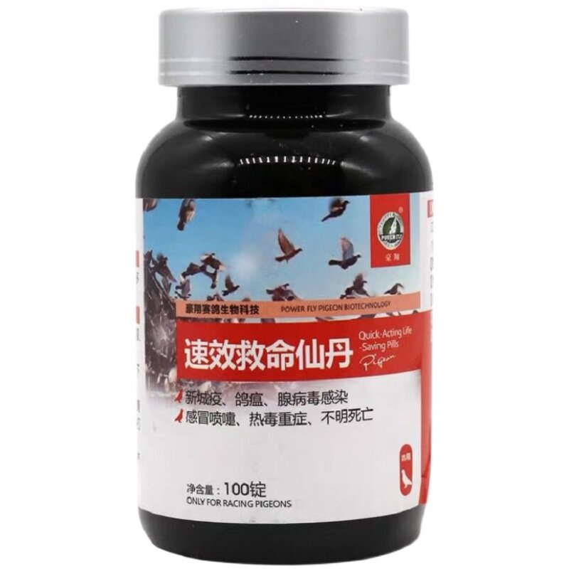 鸽子积食呕吐消化不良鸽子豪翔