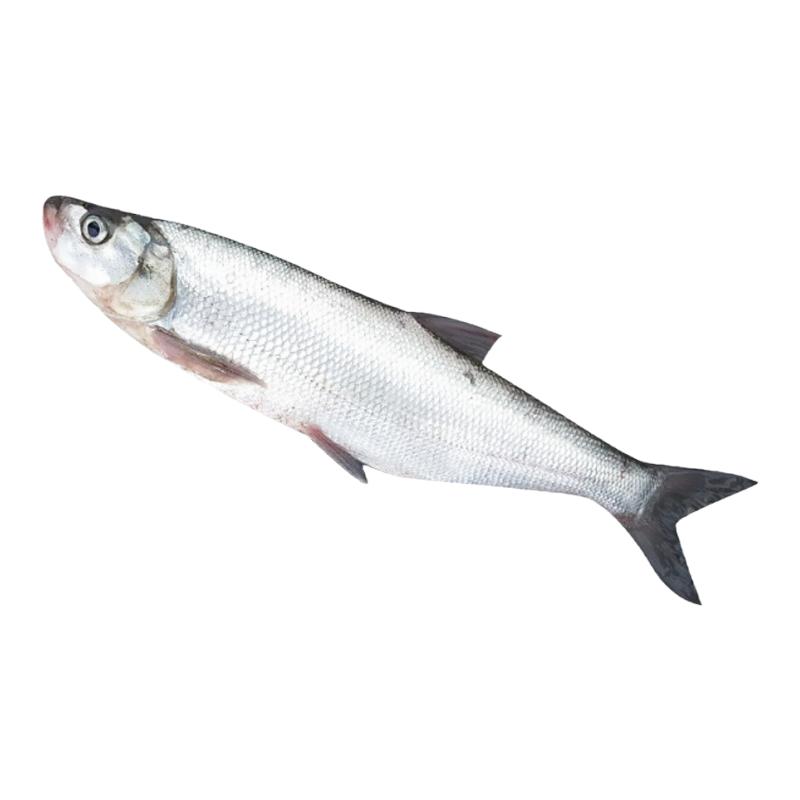 翘嘴鱼苗白鱼凶猛苗翘嘴红鲌苗淡水好养殖食用大米翘壳耐活批发