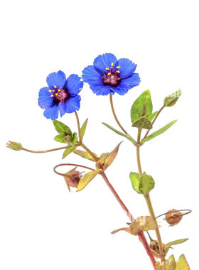 蓝花琉璃繁缕种子100粒Blue Pimpernel垂吊蓝尖椒矮生盆栽春秋播