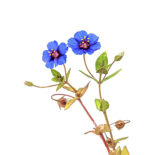 蓝花琉璃繁缕种子100粒Blue Pimpernel垂吊蓝尖椒矮生盆栽春秋播