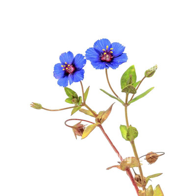 蓝花琉璃繁缕种子100粒Blue Pimpernel垂吊蓝尖椒矮生盆栽春秋播