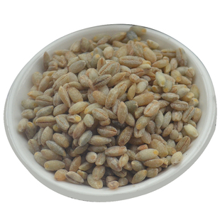 高原特产生青稞仁蓝青稞米仁 熟青稞麦仁五谷杂粮 500克买5斤包邮