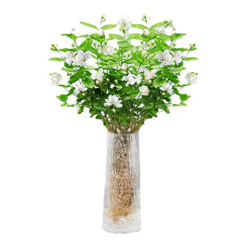 茉莉花水培植物盆栽带花苞办公室内桌面好养懒人鲜花绿植水养花卉