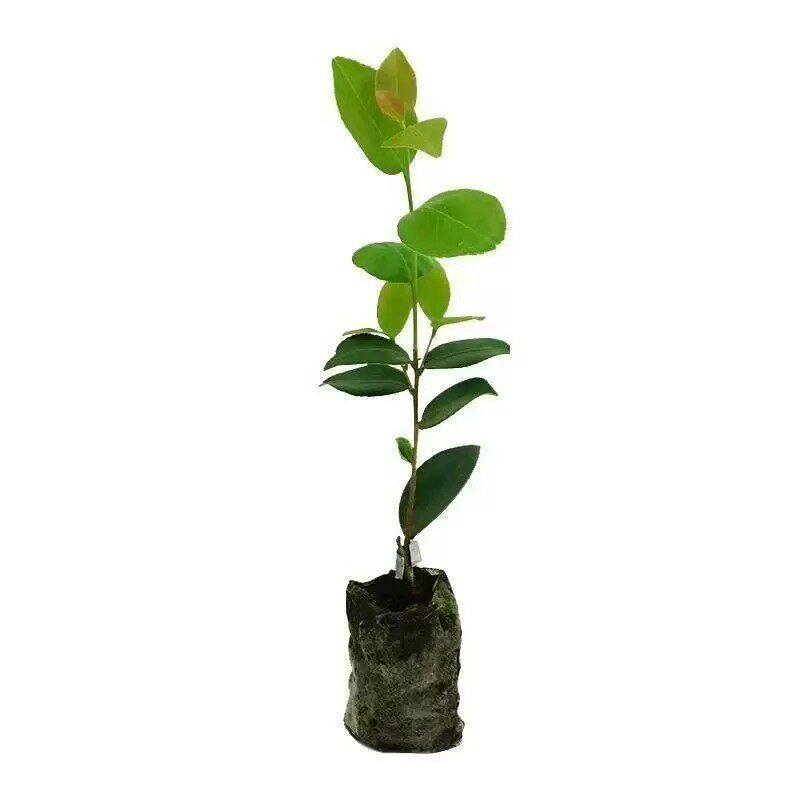 50棵白花高产改良油茶苗