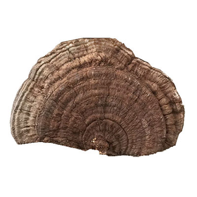 长白山纯野生大树青灵500g林芝