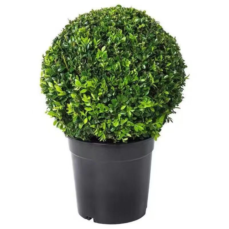 小葉黃楊球瓜子黃楊四季常青別墅地栽庭院花壇耐寒綠化植物籬笆墻