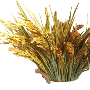 天然水稻稻穗稻谷干花装饰家居五谷杂粮丰登客厅卧室餐厅道具摆件