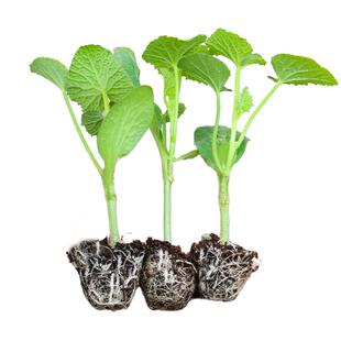 超甜山东羊角蜜甜瓜苗秧苗种子绿宝石冰糖子嫁接博洋九号幼苗四季