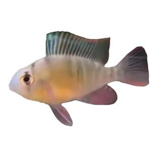 玻利维亚凤凰鱼短鲷鱼金波子宝蓝球热带观赏鱼活体小型淡水鱼