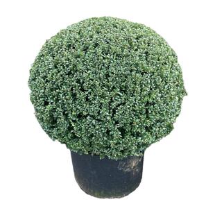 龟甲冬青球树苗别墅庭院耐寒四季常青齿叶绿化风景树球型花镜植物