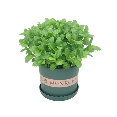 薄荷种子种籽可食用室内植物驱蚊草薄荷叶盆栽花卉薄荷苗种孑籽种