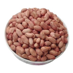 花生种子发芽花育9616水培山东饱满种植带壳高产早熟手剥大花生米