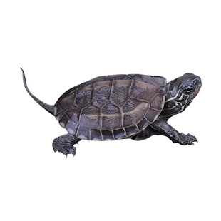 小乌龟活体外塘中华草龟鳄龟花龟顶墨火焰巴西招财情侣小型幼龟苗