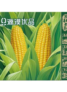 源漠优品有机玉米内蒙古直发沙漠新鲜黄糯玉米软糯香甜加热即食