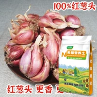 Половина фунта огненного лука + 6 л естественной питательной почвы для 50 граммов органических удобрений