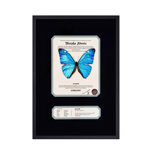 蝴蝶歌剧院｜原创安东尼斯闪蝶罕见标本生日礼物法式高级装饰画