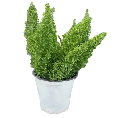 天门冬狐尾盆栽苗|超1000次加购