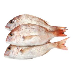 新鲜红鲷鱼冷冻海鲜加吉鱼真鲷铜盆鱼顺丰包邮