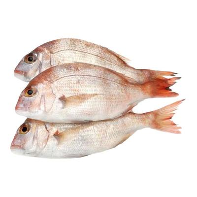 新鲜红鲷鱼冷冻海鲜海鱼