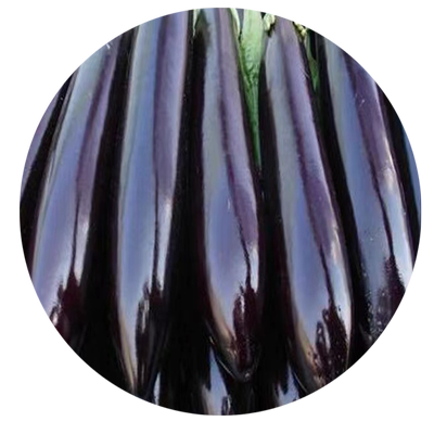 茄子种籽大全黑茄老品种蔬菜种子