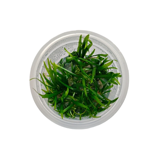 迷你小水兰无菌杯阴性水草前景中景水草沙子可种草坪古法缸生态缸