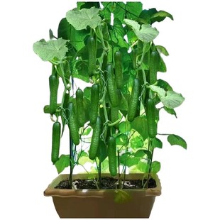 水果黄瓜种子四季好种阳台盆栽春秋季黄瓜种籽旱水果蔬菜黄瓜种孑