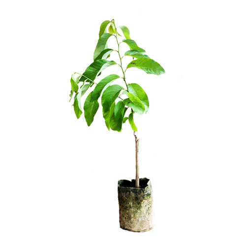 正宗凤梨释迦果树苗嫁接果苗台湾牛奶番荔枝红特大南方种植盆栽苗
