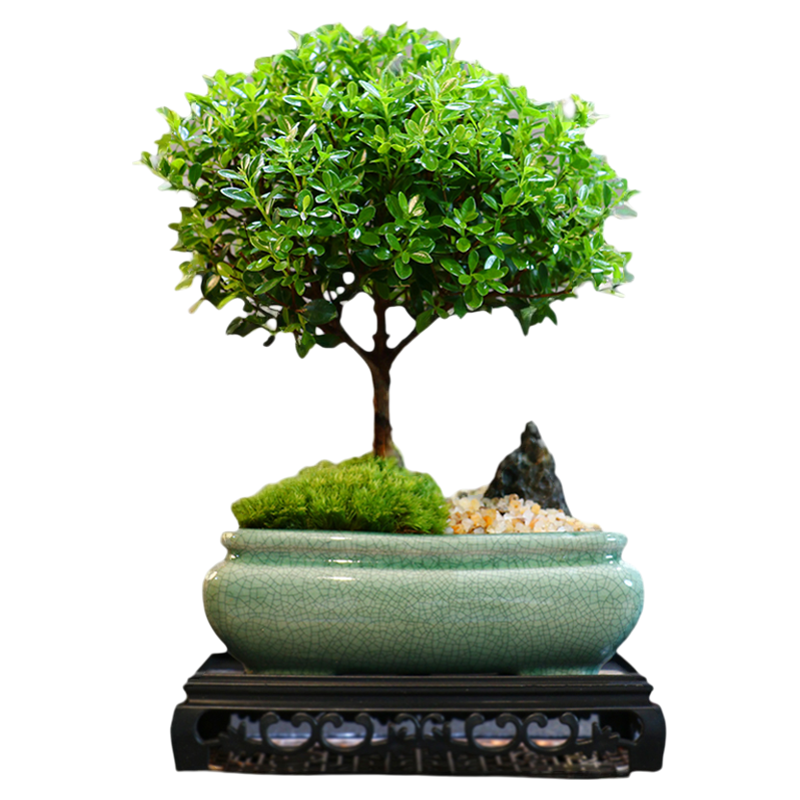 禅意小叶赤楠组合老桩盆栽盆景迷你植物室内花卉办公室桌面小绿植